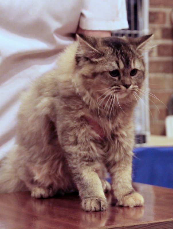 Pedigree Pet winner and Best Overall BIS Household Pet